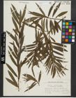 Foto von Salix purpurea L. x Salix viminalis L.